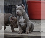 Small Photo #1 American Bully Puppy For Sale in BOLIVAR, MO, USA