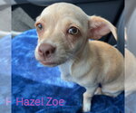 Small #4 Chiweenie