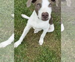 Small #17 Feist Terrier Mix