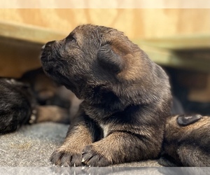 German Shepherd Dog Puppy for sale in BLYTHE, GA, USA