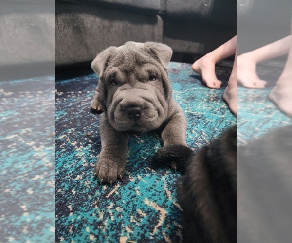 Medium Photo #1 Chinese Shar-Pei Puppy For Sale in ROSEDALE, MD, USA