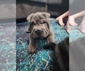 Chinese Shar-Pei Puppy for sale in ROSEDALE, MD, USA