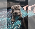 Small Photo #1 Chinese Shar-Pei Puppy For Sale in ROSEDALE, MD, USA