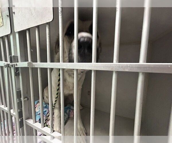 Medium Photo #1 Anatolian Shepherd-Great Pyrenees Mix Puppy For Sale in Ocala, FL, USA