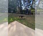 Small Photo #6 German Shepherd Dog-Unknown Mix Puppy For Sale in La Grange , NC, USA