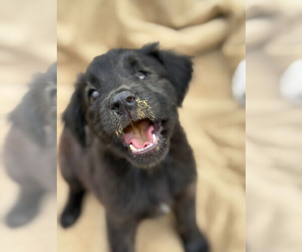 Medium Photo #3 Labrador Retriever-Unknown Mix Puppy For Sale in New London, WI, USA