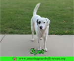 Small #1 Great Pyrenees Mix