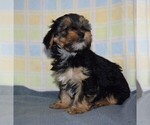 Small Photo #1 Yorkshire Terrier Puppy For Sale in BARNESVILLE, KS, USA