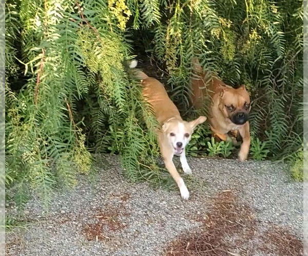 Medium Photo #7 Box-a-Pug Puppy For Sale in Temecula, CA, USA