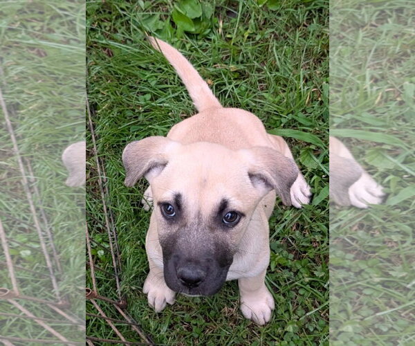 Medium Photo #2 Boxador Puppy For Sale in Southbury, CT, USA