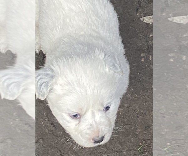 Medium Photo #7 Great Pyrenees Puppy For Sale in WOODLAND, WA, USA