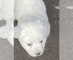 Small Photo #7 Great Pyrenees Puppy For Sale in WOODLAND, WA, USA