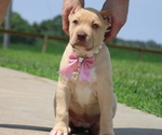 Puppy Hunter Green American Bully