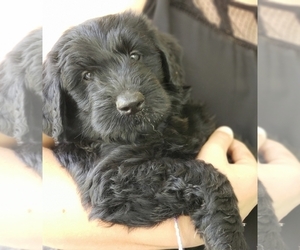 Schnoodle (Giant) Puppy for sale in LAKE PARK, GA, USA