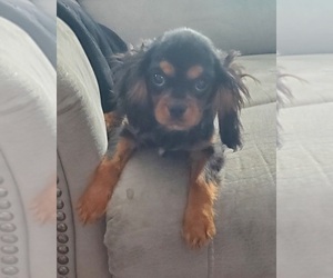 Cavalier King Charles Spaniel Puppy for sale in GOSHEN, IN, USA