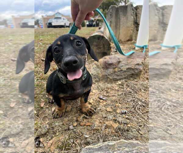 Medium Photo #1 Dachshund-Unknown Mix Puppy For Sale in Candler, NC, USA