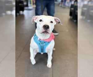 Princess - Female American Pit Bull Terrier-Unknown Mix Dog for Adoption - Photo #4