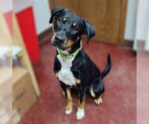 Mutt Dogs for adoption in Fargo, ND, USA