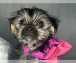 Small #11 Morkie