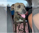 Small #4 Bullboxer Pit
