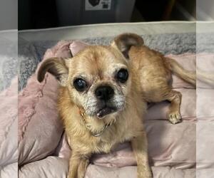 Chug Dogs for adoption in Rootstown, OH, USA