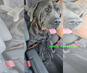 Mutt Dogs for adoption in Woodland Hills, CA, USA