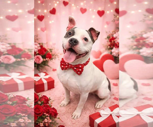 Medium Photo #2 American Bulldog-Unknown Mix Puppy For Sale in Euless, TX, USA