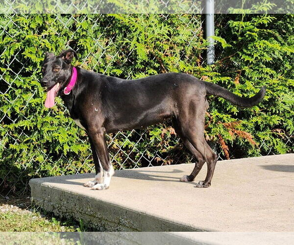 Medium Photo #17 Labrador Retriever-Unknown Mix Puppy For Sale in Mount Laurel, NJ, USA