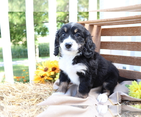 Medium Photo #3 Miniature Bernedoodle Puppy For Sale in SHILOH, OH, USA
