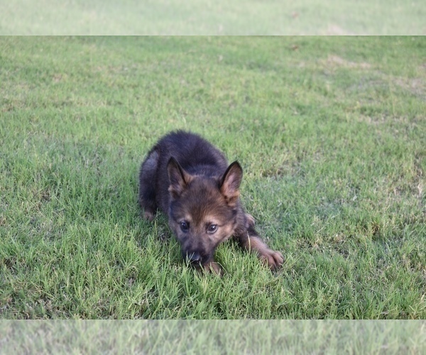Medium Photo #12 German Shepherd Dog Puppy For Sale in ANNA, TX, USA