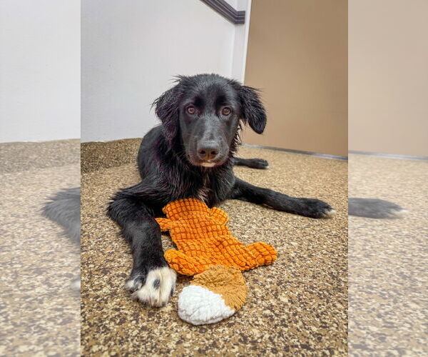 Medium Photo #4 Border Collie-Unknown Mix Puppy For Sale in San Diego, CA, USA