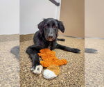 Small #3 Border Collie Mix