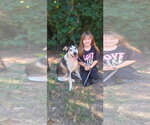 Small Photo #6 Siberian Husky-Unknown Mix Puppy For Sale in The Woodlands, TX, USA