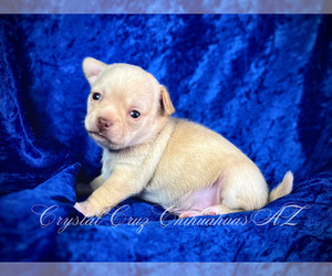 Chihuahua Puppy for Sale in GLENDALE, Arizona USA