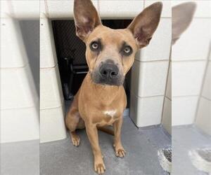 Chihuahua-Unknown Mix Dogs for adoption in Corpus Christi, TX, USA