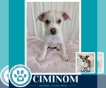 Small #1 Beagle Mix