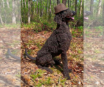 Small #3 Poodle (Standard)