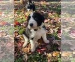 Small Photo #22 Australian Shepherd-F2 Aussiedoodle Mix Puppy For Sale in RALEIGH, NC, USA