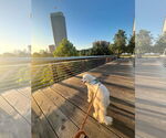 Small #28 Great Pyrenees