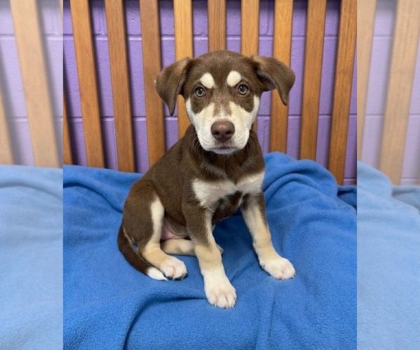 Medium Photo #1 Siberian Husky-Unknown Mix Puppy For Sale in Genesee, WI, USA