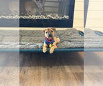 Small #13 Bulldog-Chihuahua Mix