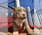 Small Photo #4 American Bully Puppy For Sale in NORTH HIGHLANDS, CA, USA
