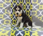 Small Photo #2 Siberian Husky Puppy For Sale in LANCASTER, PA, USA