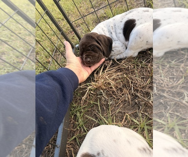 Medium Photo #10 German Shorthaired Pointer Puppy For Sale in CAMDEN, SC, USA