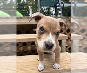Milo - Male Boxer-Unknown Mix Dog for Adoption - Photo #5