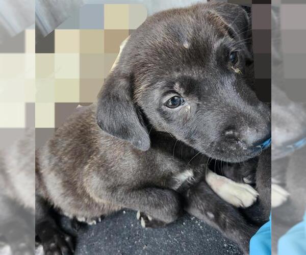 Medium Photo #1 American Staffordshire Terrier-Unknown Mix Puppy For Sale in San Antonio, TX, USA