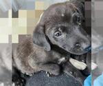 Small American Staffordshire Terrier Mix