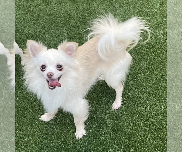 Medium Photo #1 Chiranian Puppy For Sale in NORCO, CA, USA