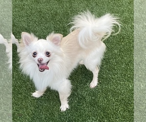 Chiranian Dogs for adoption in NORCO, CA, USA