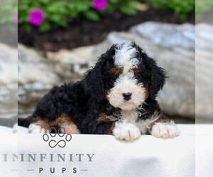 Bernedoodle (Miniature) Puppy for sale in LITITZ, PA, USA